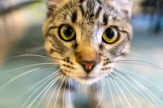Biscuit