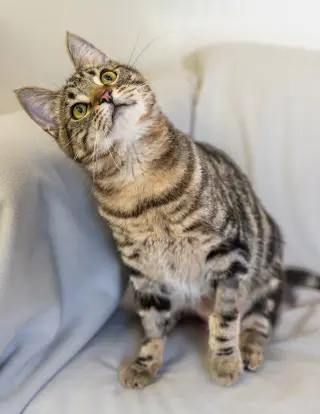 Biscuit