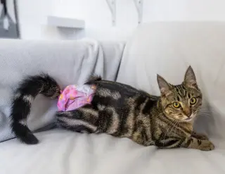 Biscuit