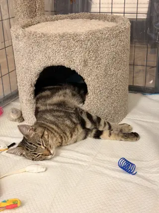 Biscuit