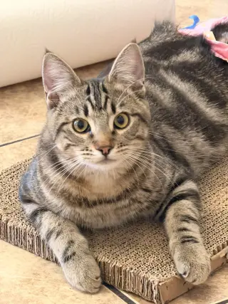 Biscuit