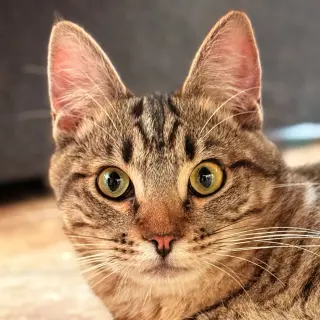 Biscuit