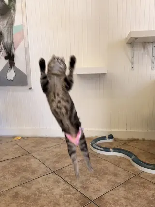 Biscuit
