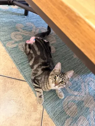 Biscuit