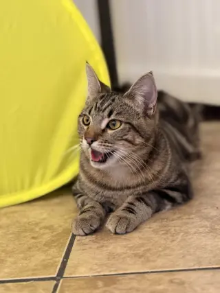 Biscuit
