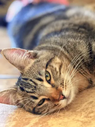 Biscuit
