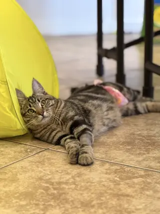Biscuit