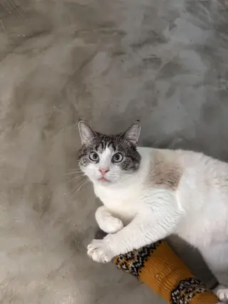 Whiskey