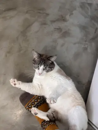 Whiskey