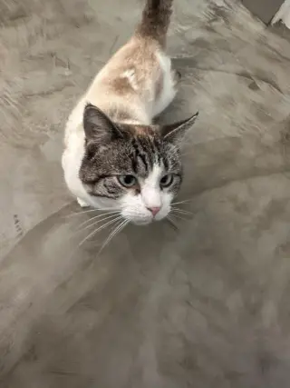 Whiskey