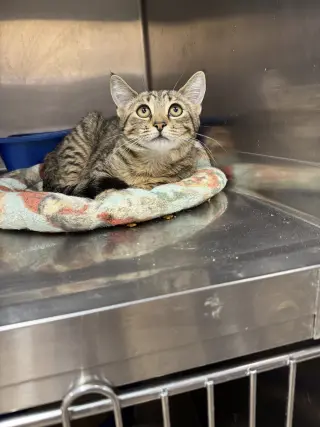 MIA