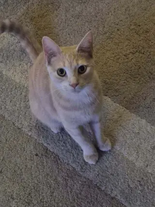 Scout