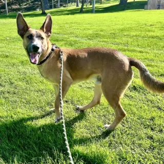 Levi