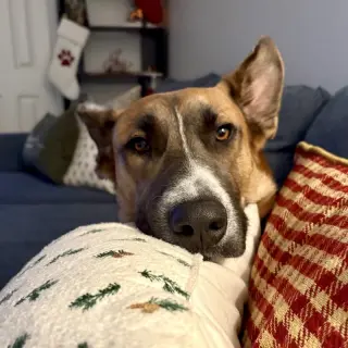 Levi