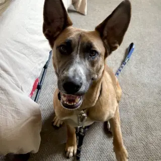 Levi