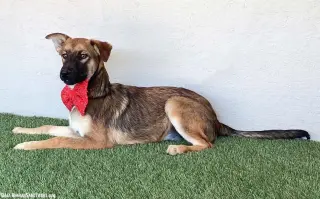 Lucille