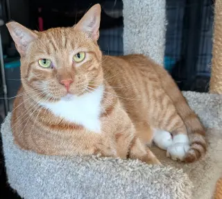 Finnegan
