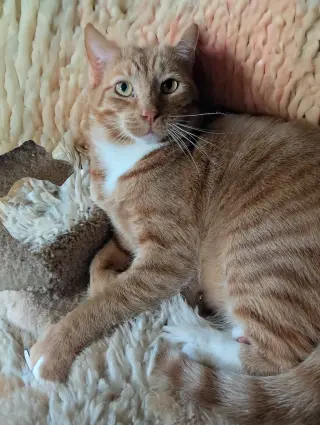 Finnegan