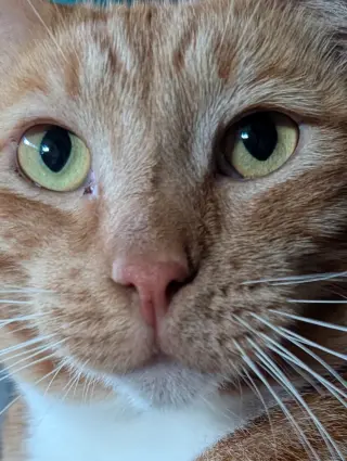 Finnegan