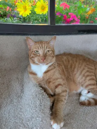 Finnegan