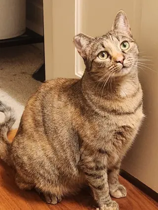 Tamiya