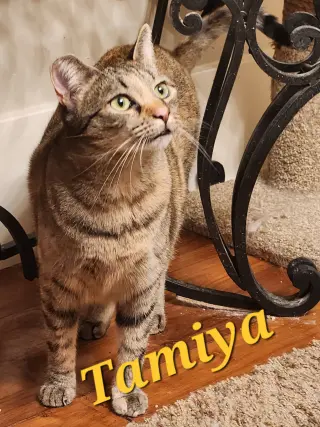 Tamiya