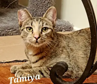 Tamiya
