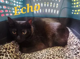Echo