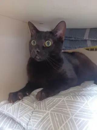 Echo