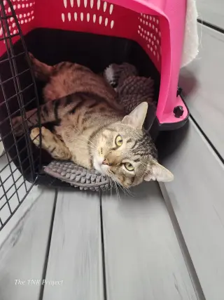 Lyon (FIV+)