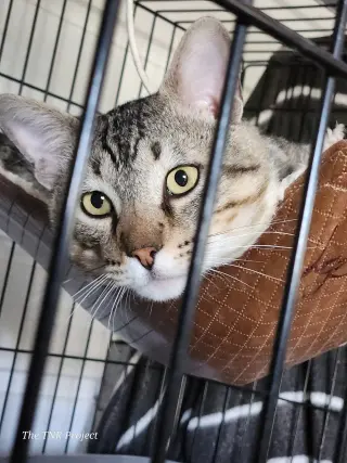 Lyon (FIV+)