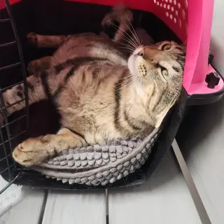 Lyon (FIV+)