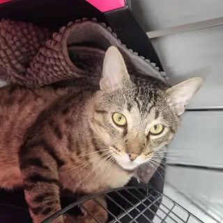 Lyon (FIV+)