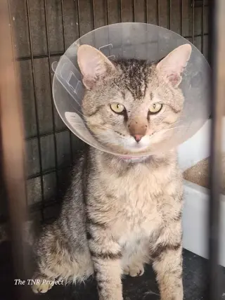 Lyon (FIV+)