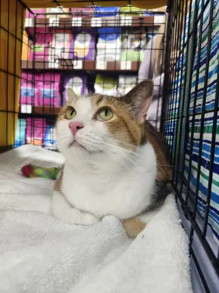 Mia