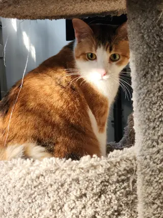 Mia