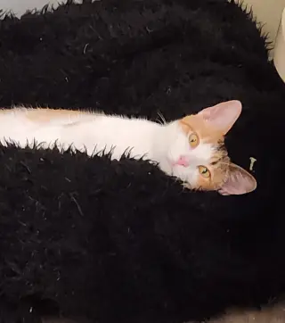 Mia