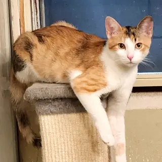 Mia