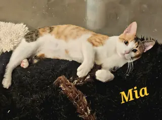 Mia