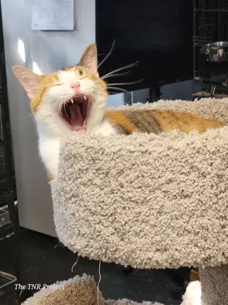 Mia