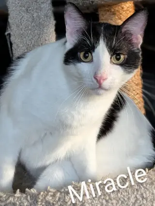 Miracle