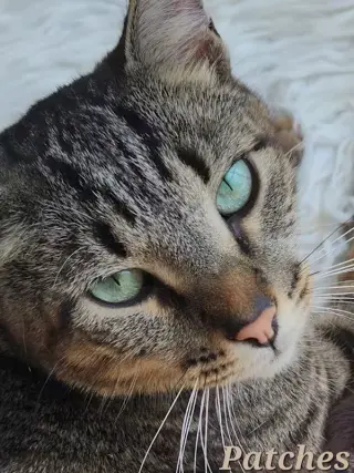 Patches