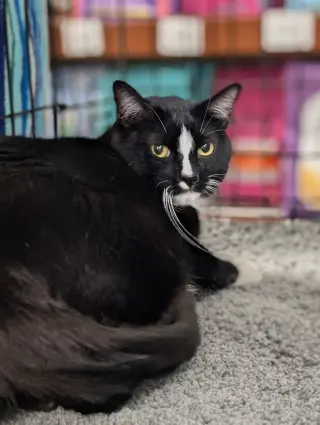 Samara