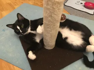 Samara