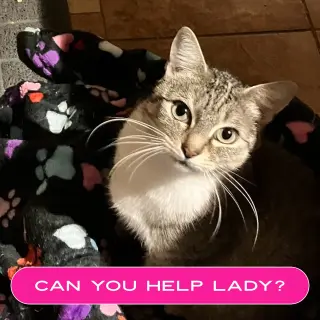 Lady