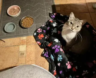 Lady