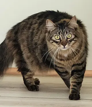 Dalton