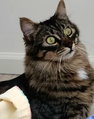 Dalton