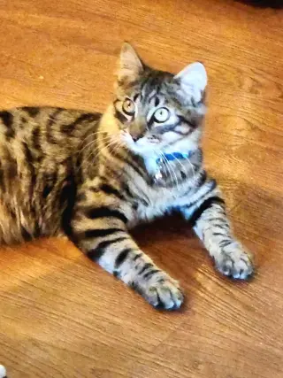 Dalton
