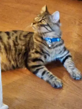 Dalton